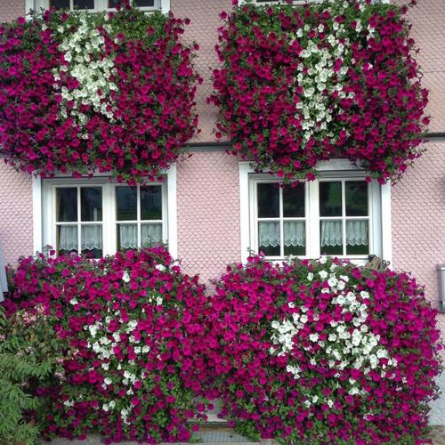 Sommerblumen-Set Riesen-Petunien AlpeTunia®, pink-weiß, im ca. 12 cm-Topf, 6 Stück