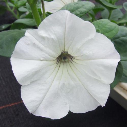 Weiße Riesenhängepetunie AlpeTunia® White, im ca. 12 cm-Topf