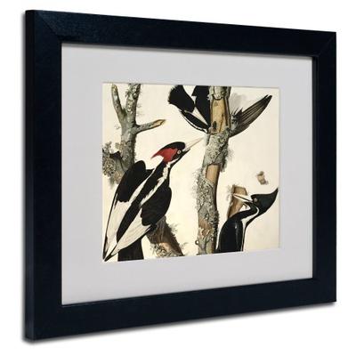 Ivory-Billed Woodpecker Matted Artwork by John James Audubon with Black Frame, 11 by 14-Inch