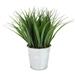 Gracie Oaks Wheat Bundle Herb Plant in Pot Plastic/Metal | 9 H x 8 W x 8 D in | Wayfair AF0B17B496804E7C9BC1966FF0681483